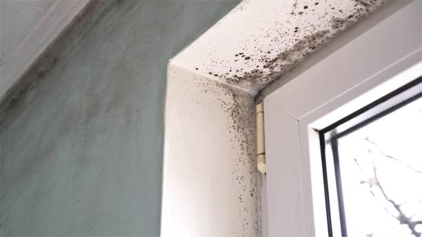 Best Mold Damage Repair  in North Syracuse, NY