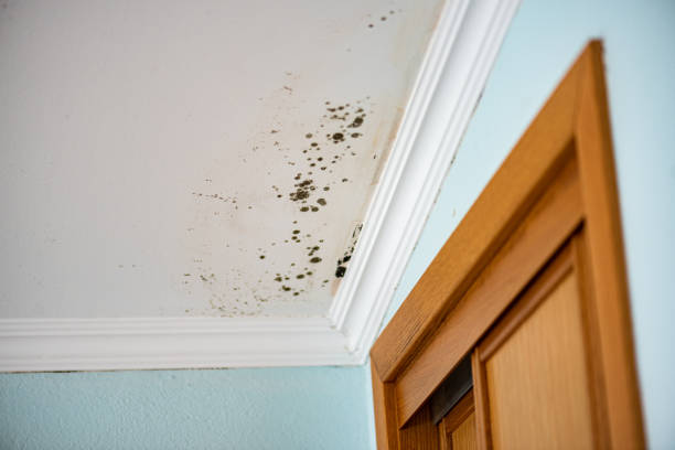 Best Same-Day Mold Removal  in North Syracuse, NY