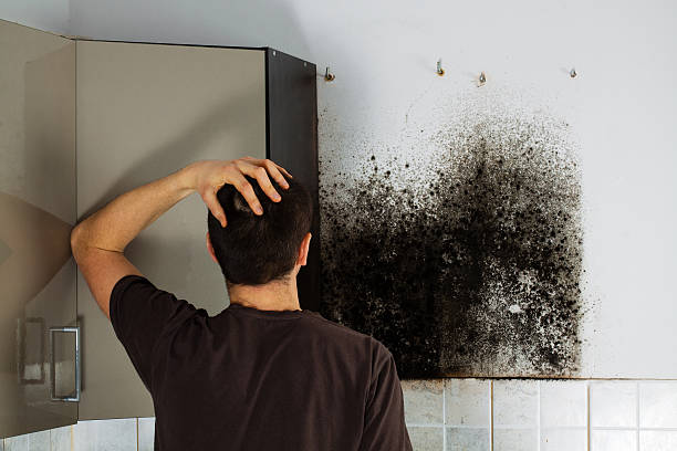 Best Mold Remediation Experts  in North Syracuse, NY