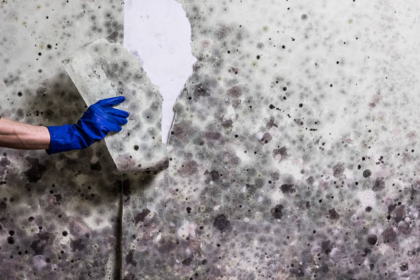 Best Crawl Space Mold Removal  in North Syracuse, NY